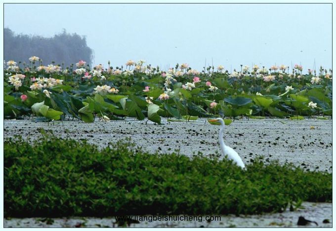 【走遍中國·景點篇】安徽·焦崗湖 【走遍中國·景點篇】安徽·焦崗湖